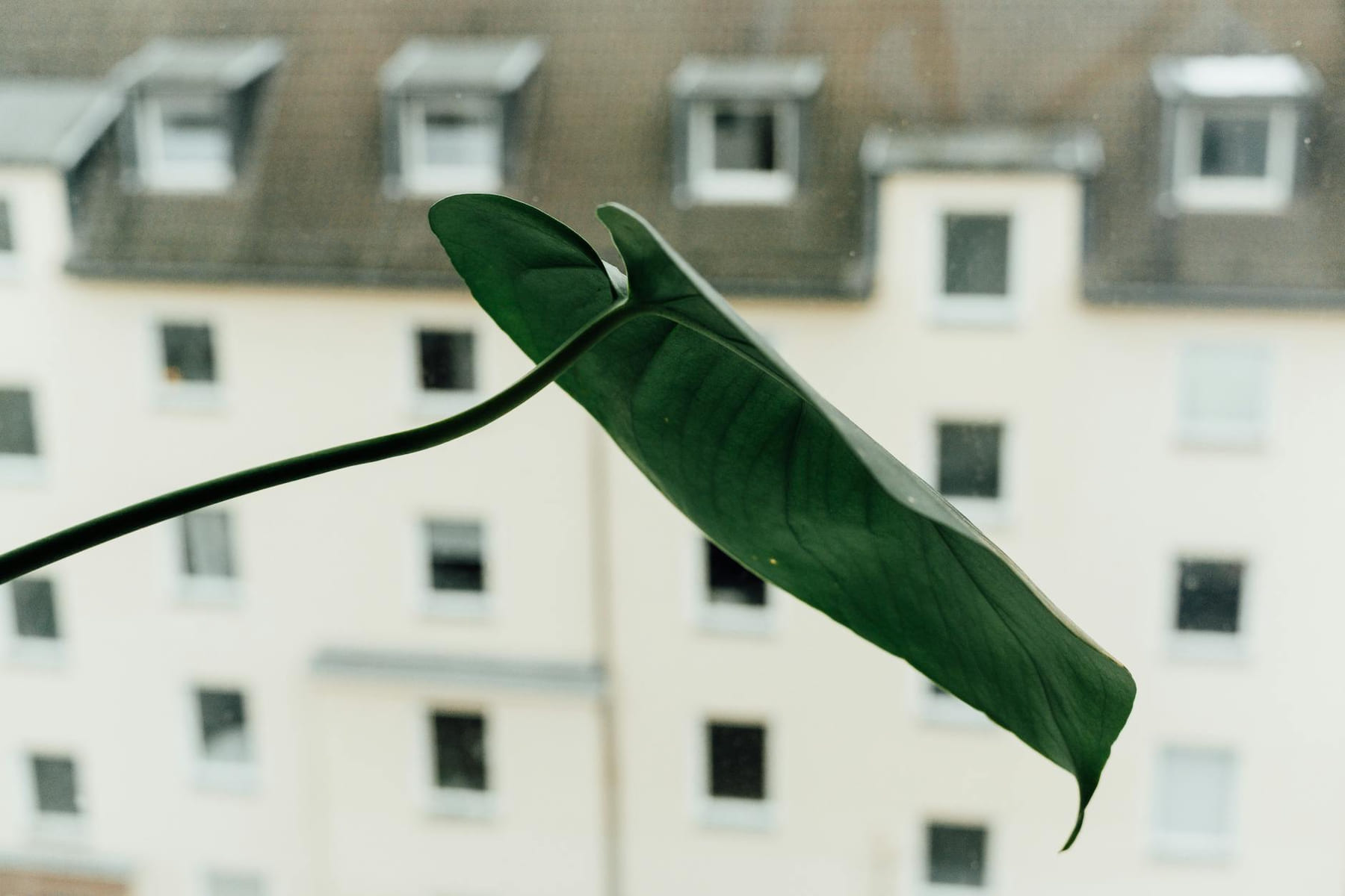 A closeup of a green leaf against an urban apartment building backdrop, highlighting indoor gardening. on Urban Sprout Corner
