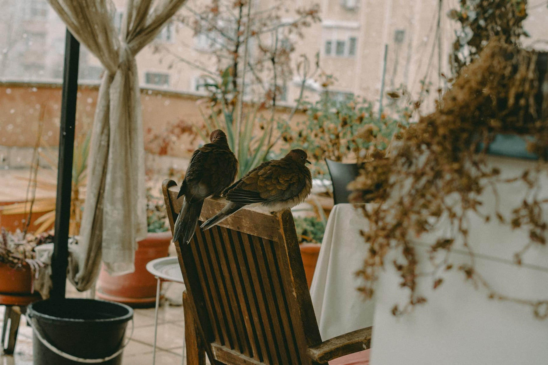 Two birds peacefully perched on a chair on a cozy urban balcony, surrounded by potted plants. on Urban Sprout Corner
