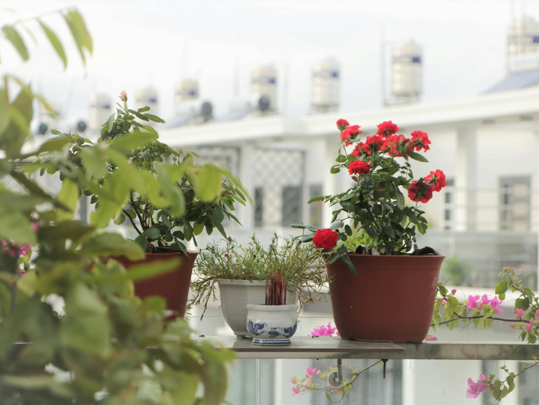 Potted plants with red flowers on a balcony in an urban setting, offering a touch of nature. on Urban Sprout Corner