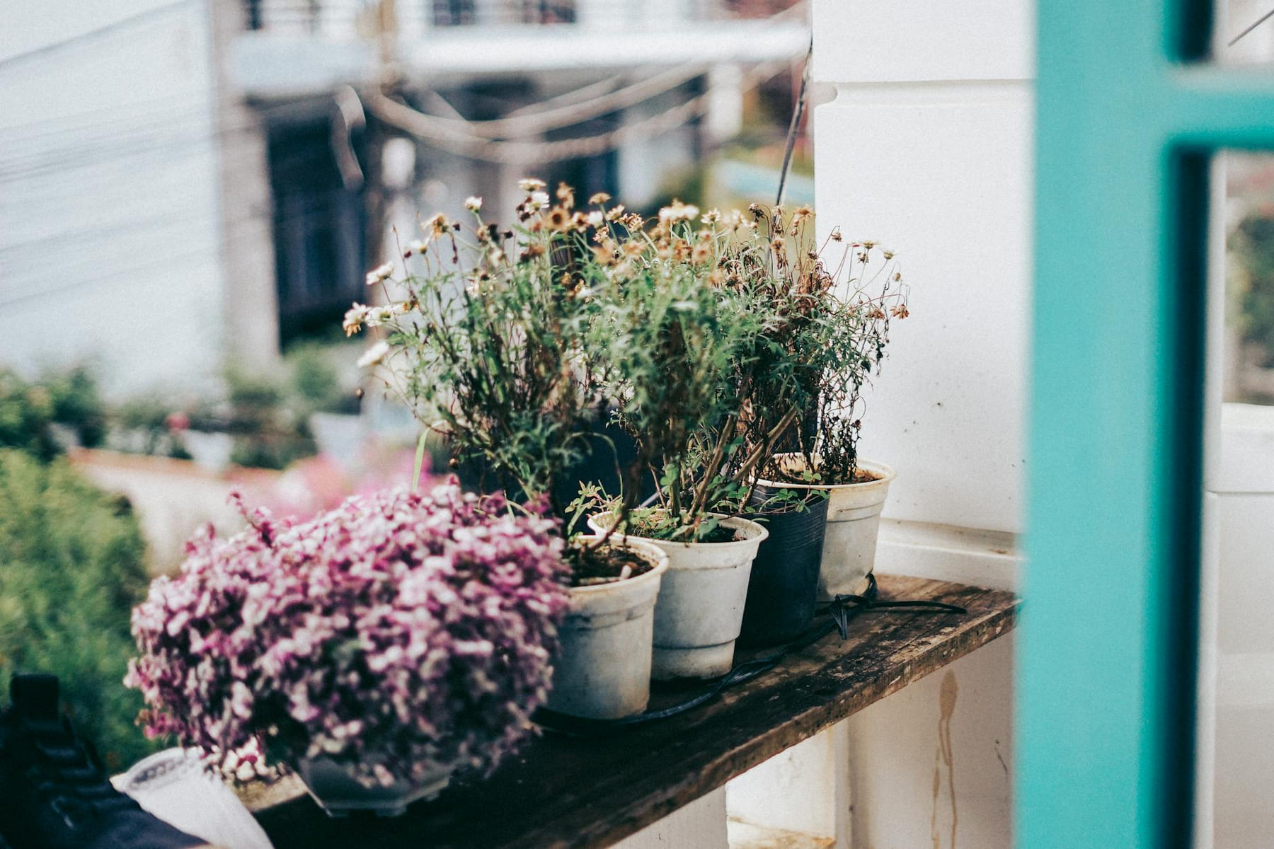 An artistic view of withering potted plants on a balcony, showcasing natural charm. on Urban Sprout Corner