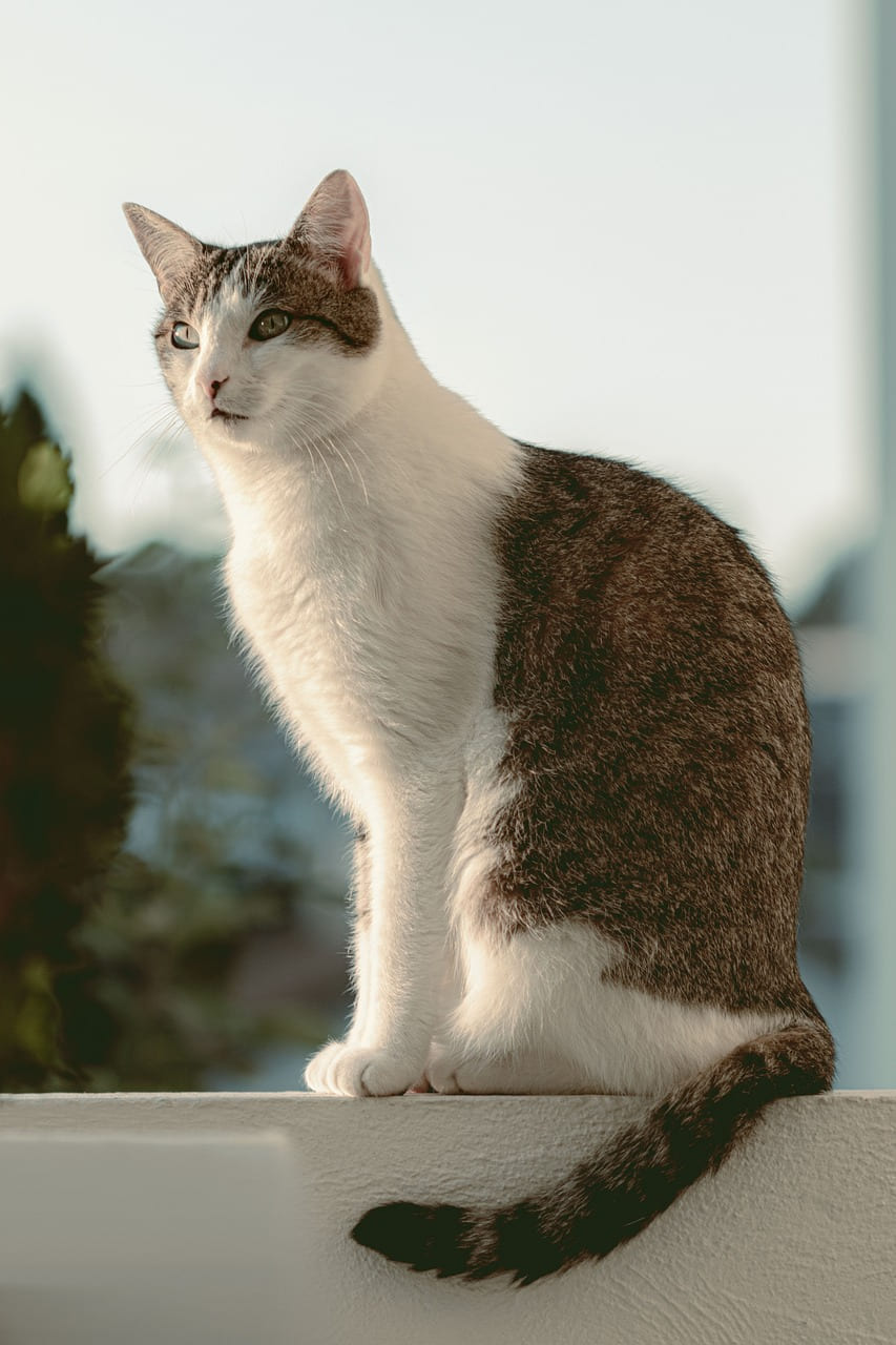 balcony, railing, nature, animal on Urban Sprout Corner
