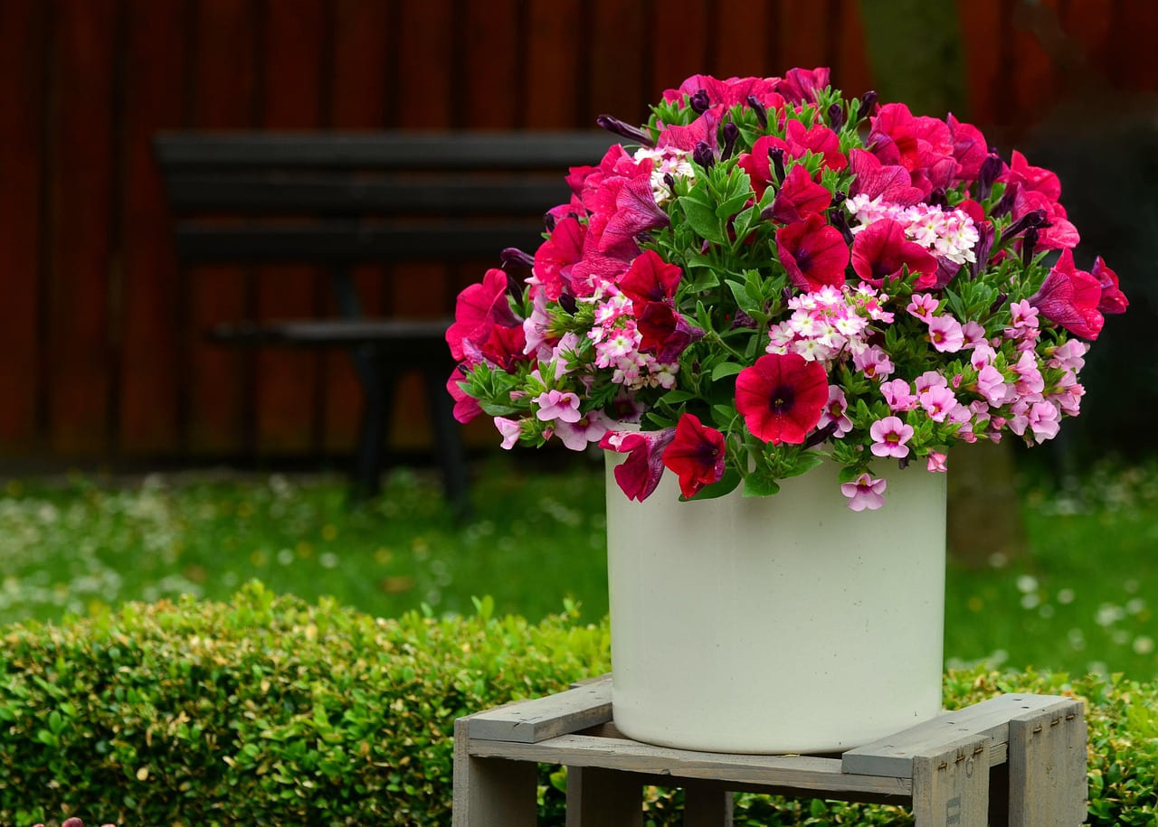 petunias, blossoms, balcony flowers, plant pot, terrace, decoration, flower decoration, petunia, garden petunia, pink, blooming, balcony plant, container plant, summer flowers, pink flower, splendid colors, petunias, petunias, petunias, plant pot, petunia, petunia, petunia, petunia, petunia on Urban Sprout Corner