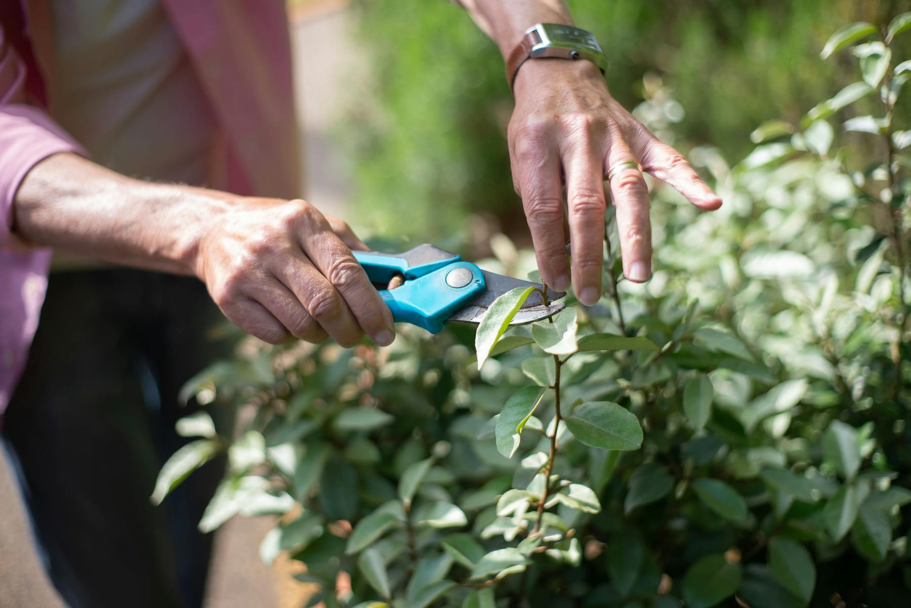 Close-up of hands pruning plants with shears in a sunny garden, showcasing gardening care. on Urban Sprout Corner