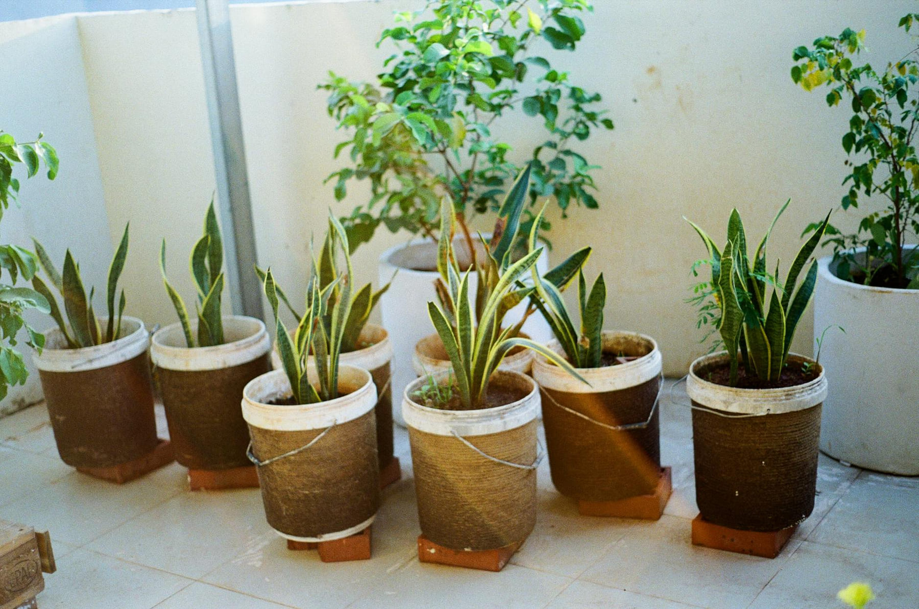 Collection of green potted plants basking in sunlight on a tiled balcony. on Urban Sprout Corner