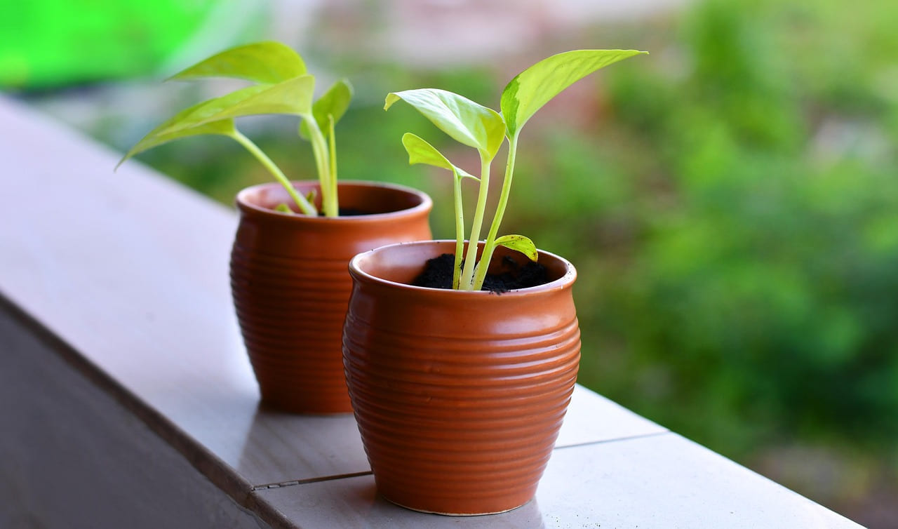 saplings, pots, plants, growing, garden, gardening, balcony, soil, seedling, sprout, growth, leaf, tree, seed, nature, transplanting, sowing, young, arugula on Urban Sprout Corner