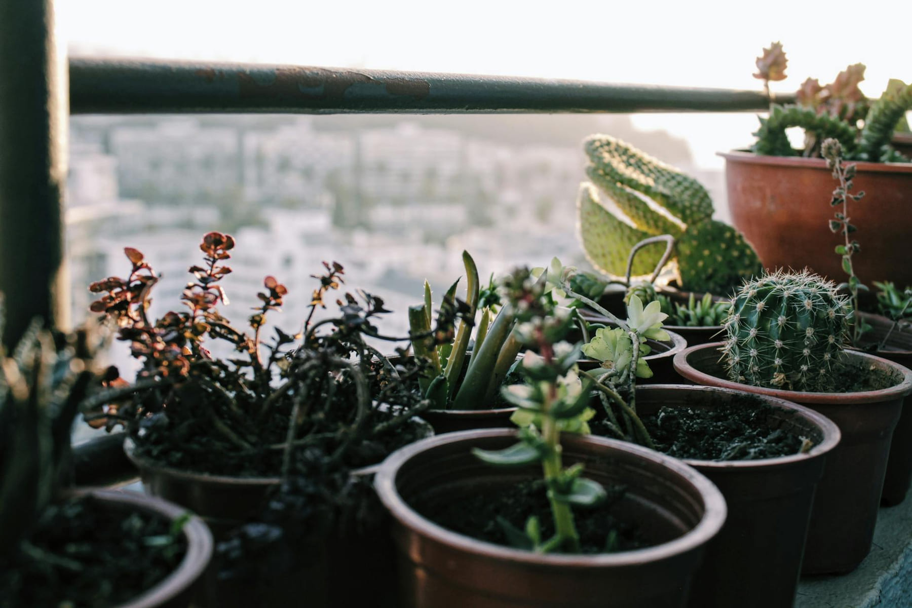 A serene arrangement of succulents and cacti in pots on a sunlit balcony. on Urban Sprout Corner