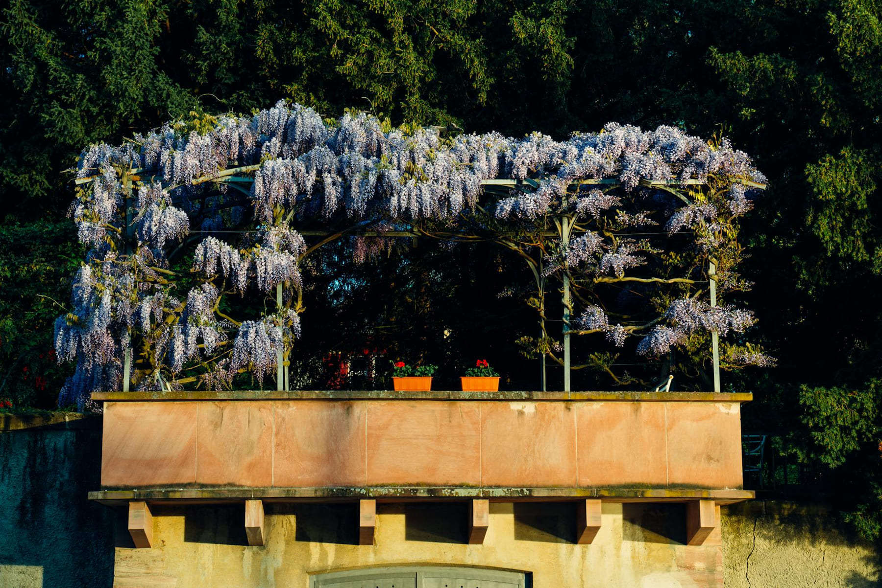 Beautiful wisteria flowers in full bloom on a balcony garden in Basel, Switzerland. on Urban Sprout Corner