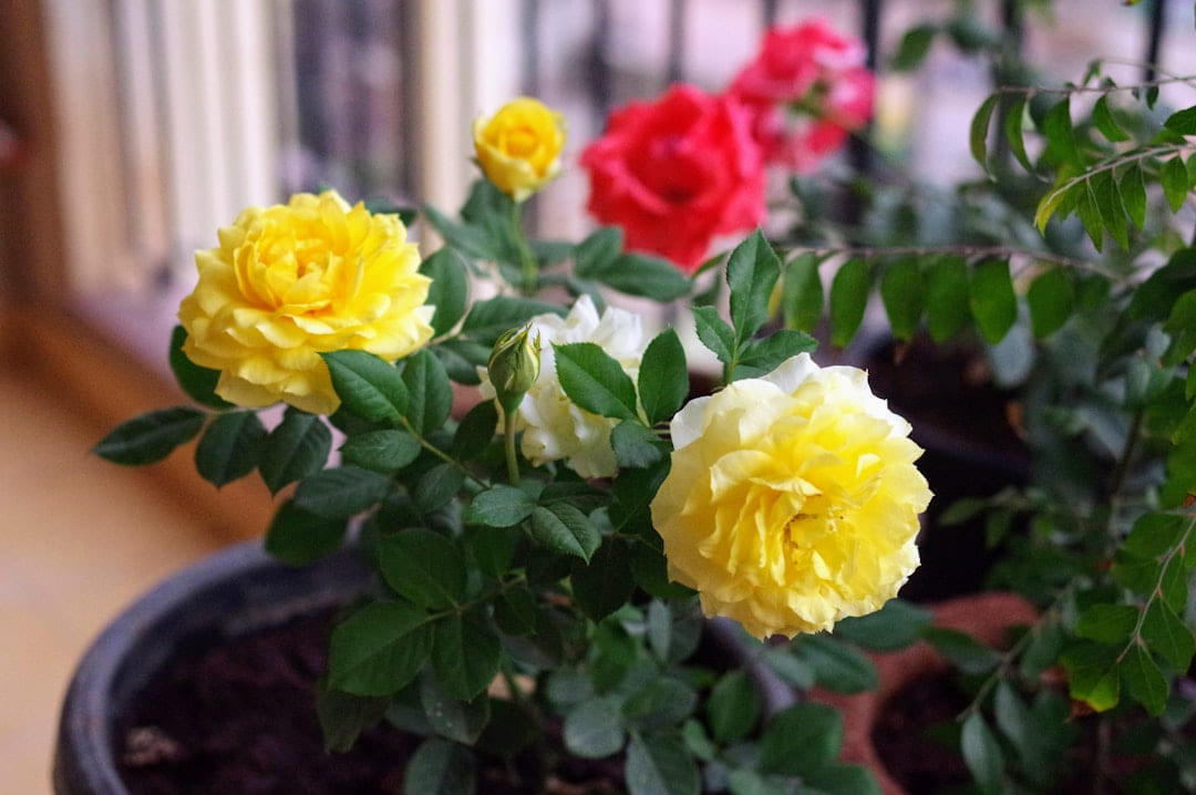 a potted plant with yellow and red flowers on Urban Sprout Corner