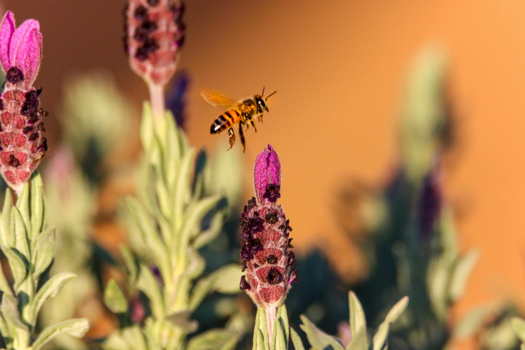 Close-up of a bee pollinating lavender flowers in a sunny garden. on Urban Sprout Corner