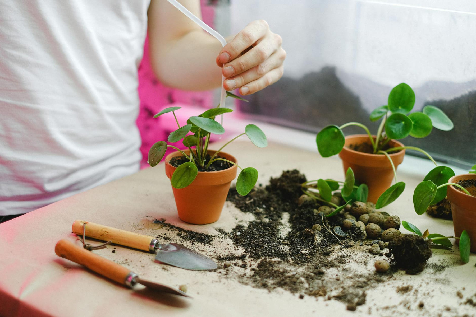 A person nurturing potted plants with gardening tools on a table. on Urban Sprout Corner