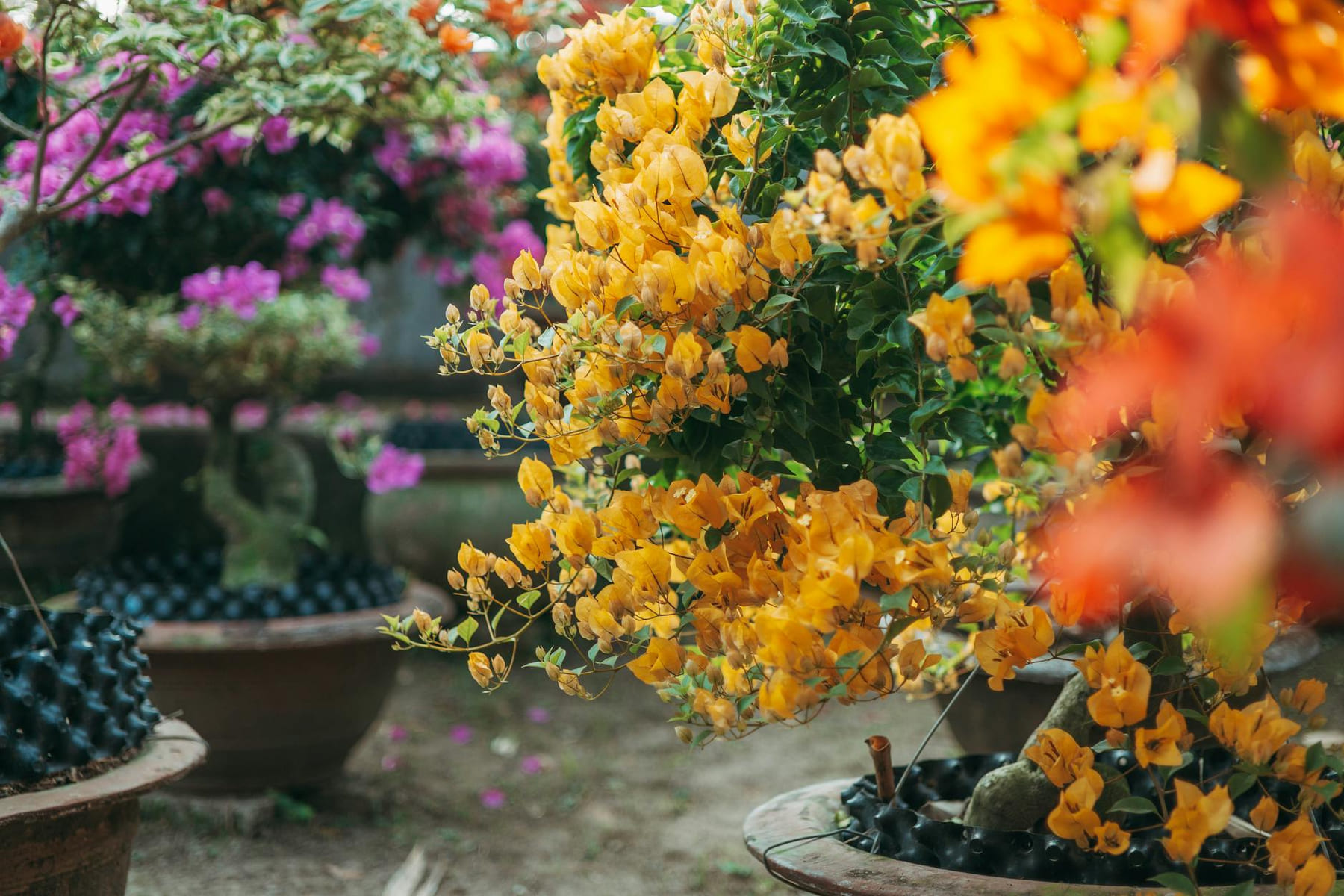 Colorful bougainvillea flowers blooming in pots in a garden setting. on Urban Sprout Corner