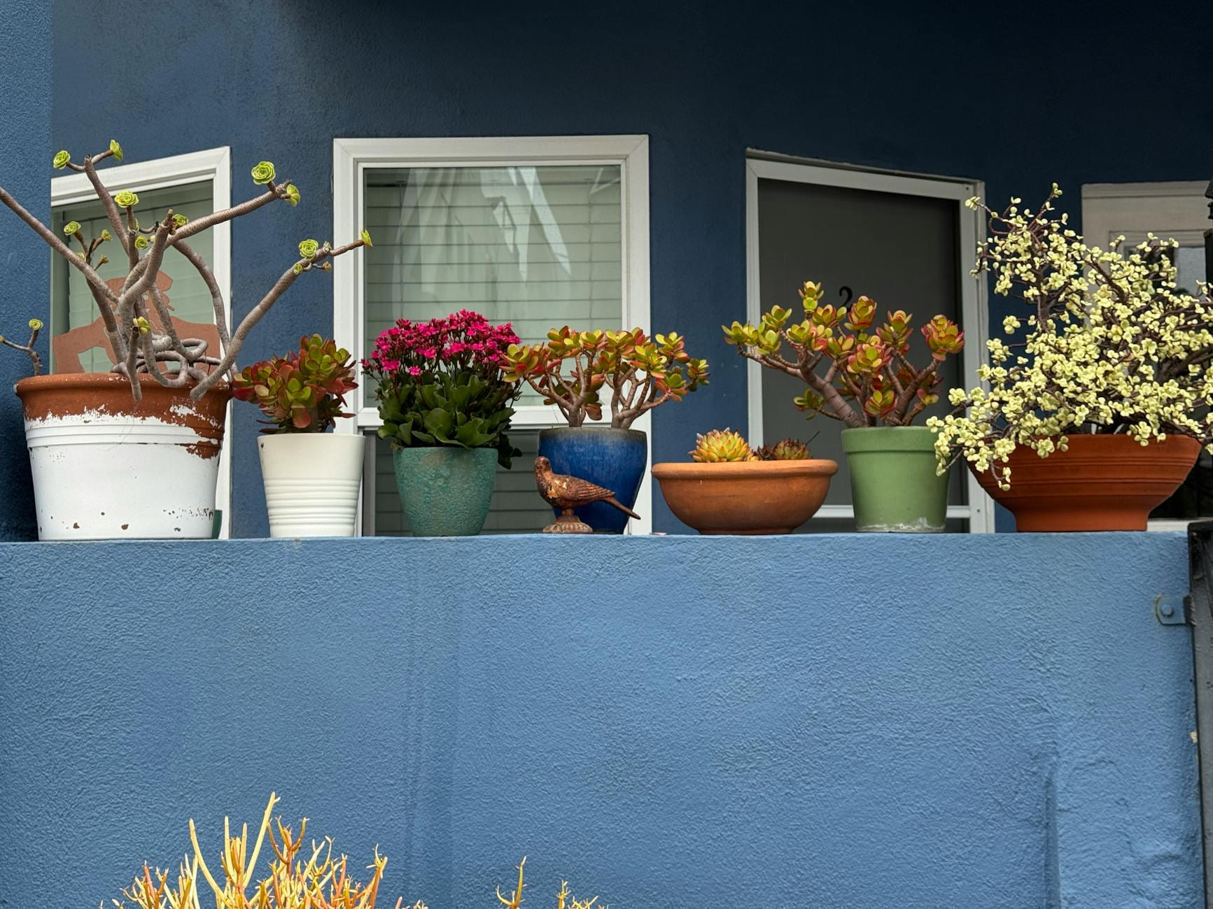 Vibrant succulents and plants in pots displayed on a blue balcony wall. on Urban Sprout Corner