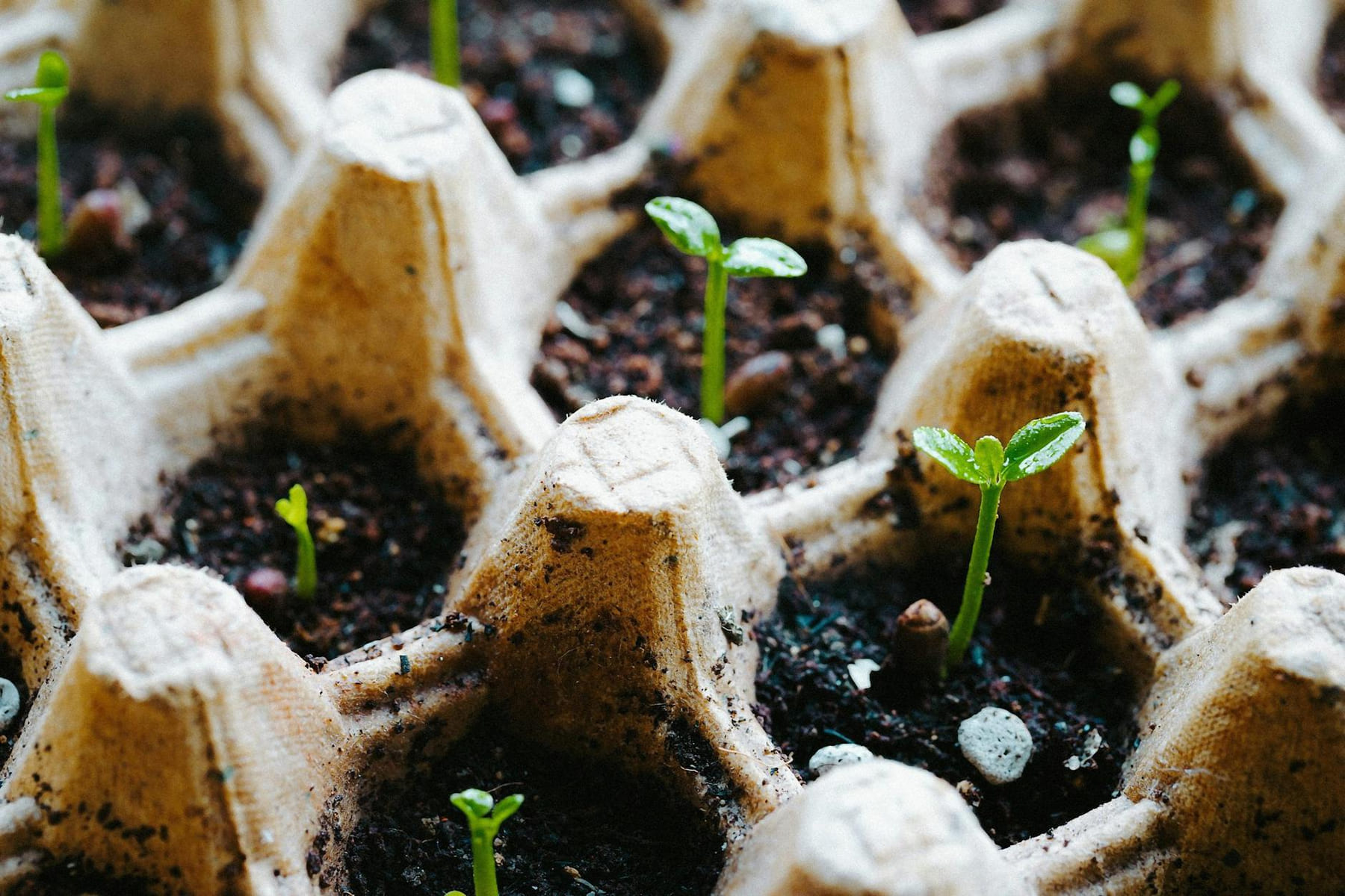 Seedlings sprouting from soil in a recycled egg carton tray. Eco-friendly gardening. on Urban Sprout Corner