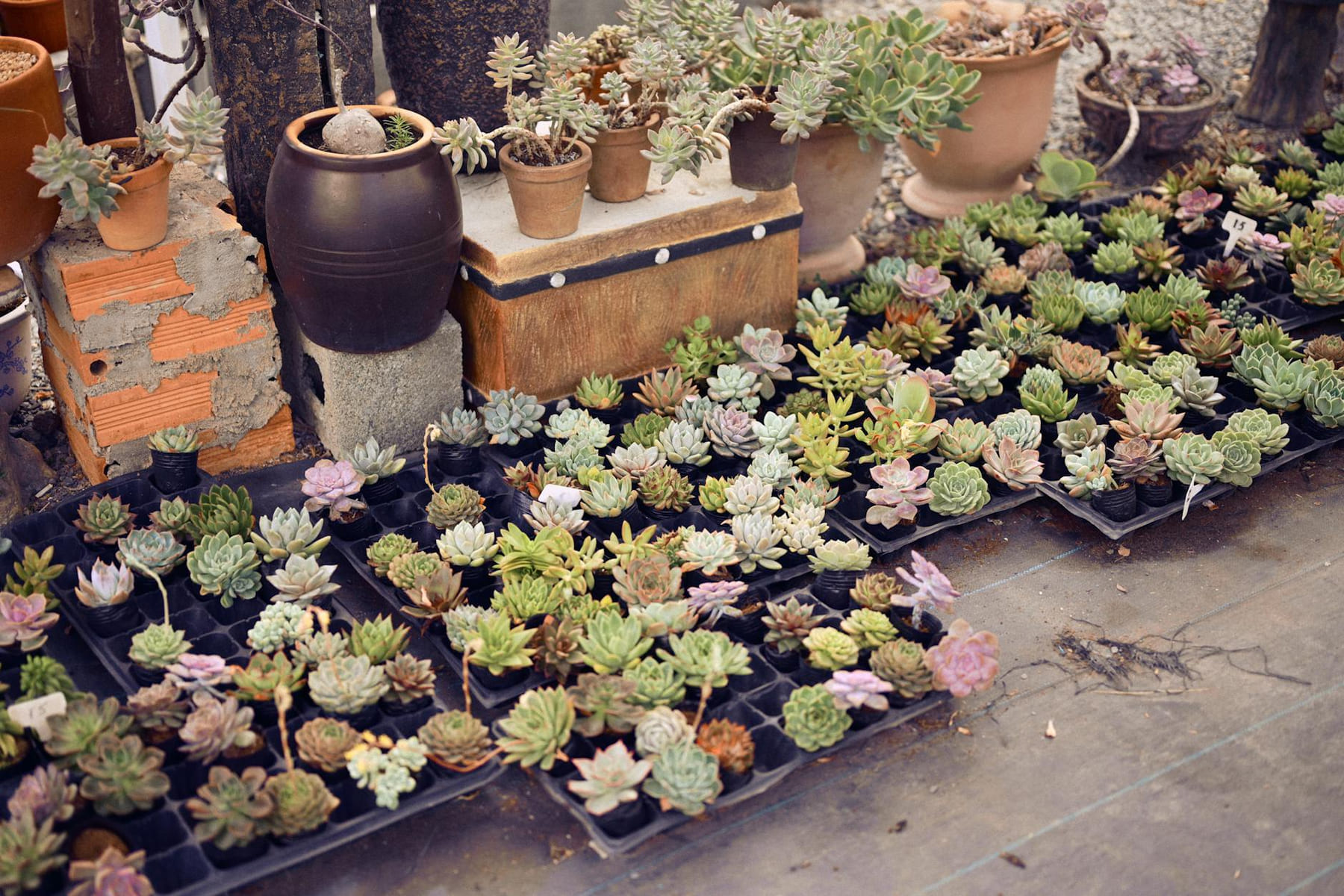 A diverse collection of succulent plants in various pots displayed outdoors in a garden. on Urban Sprout Corner