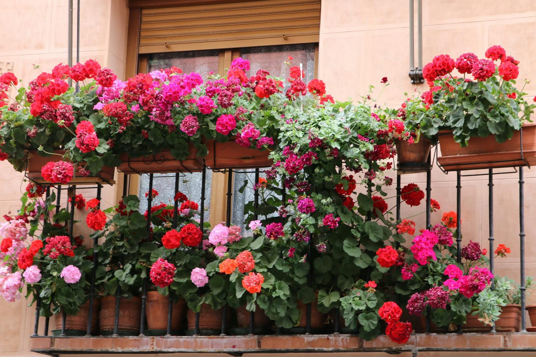 Vibrant geraniums in full bloom on a charming Spanish balcony. on Urban Sprout Corner