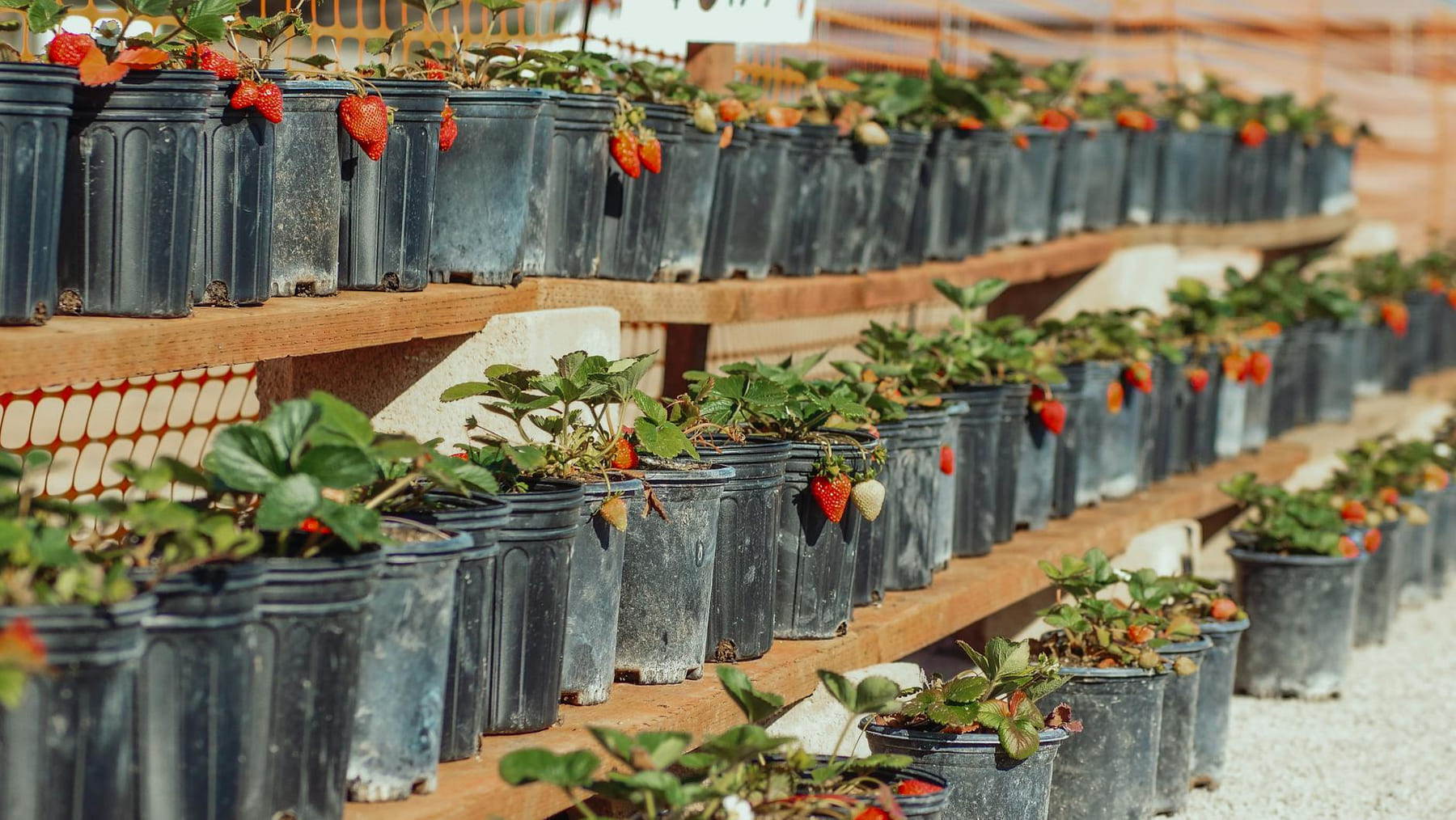 Close-up of potted strawberry plants growing outdoors on a sunny day. on Urban Sprout Corner