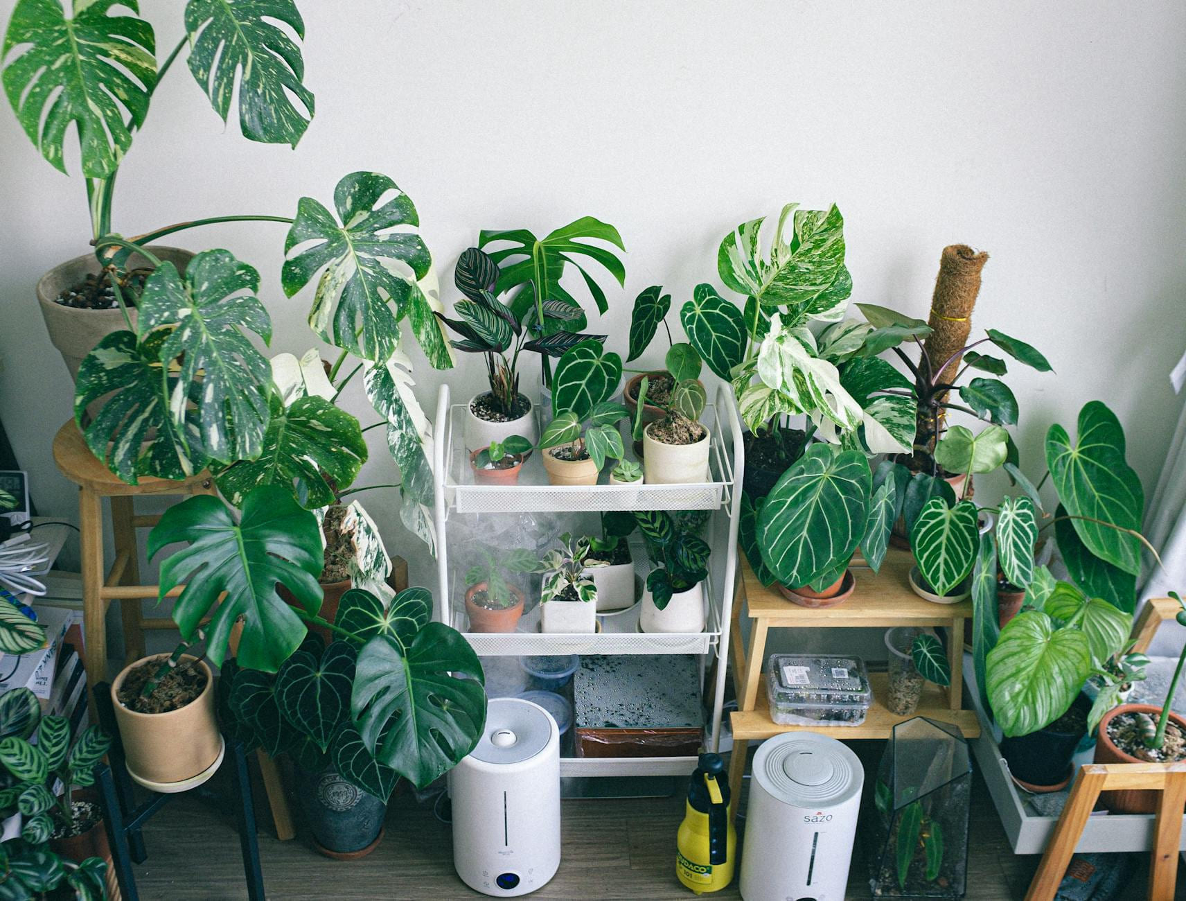 Variety of potted houseplants in an indoor garden setting with humidifiers and natural lighting. on Urban Sprout Corner
