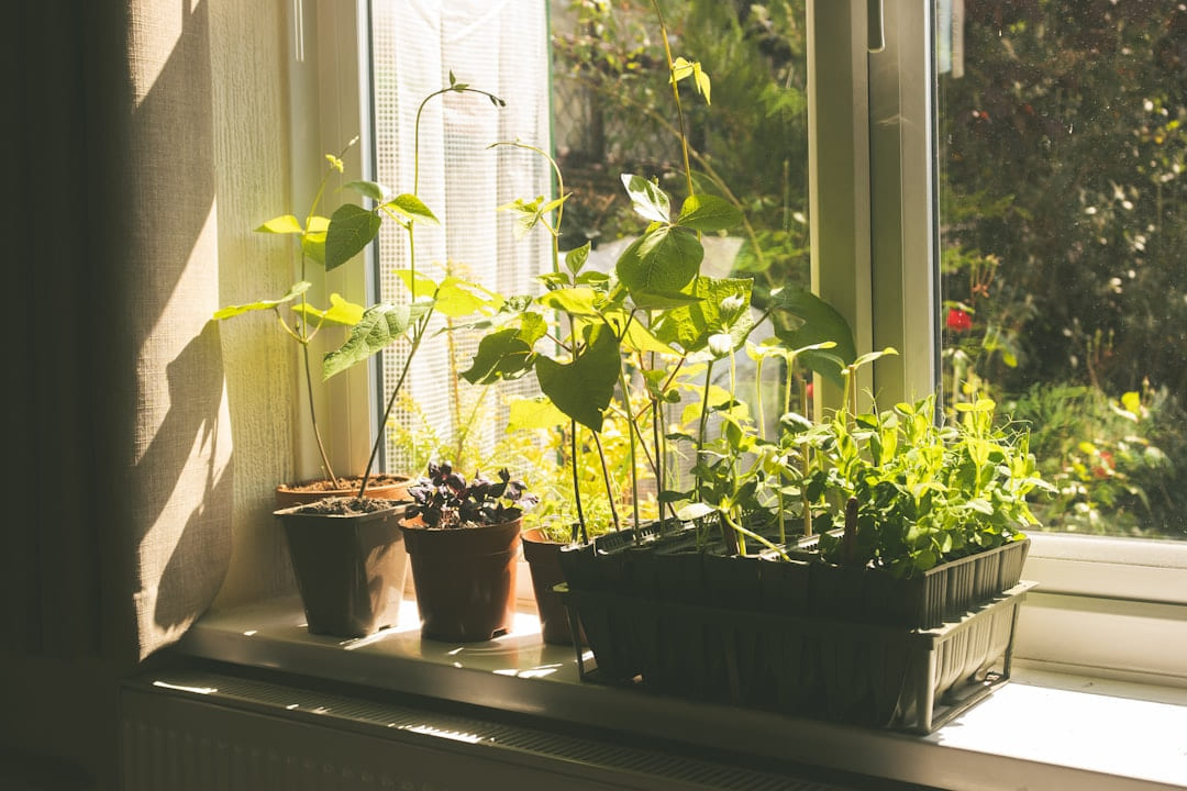 Young plants growing in pots on a sunny windowsill. on Urban Sprout Corner