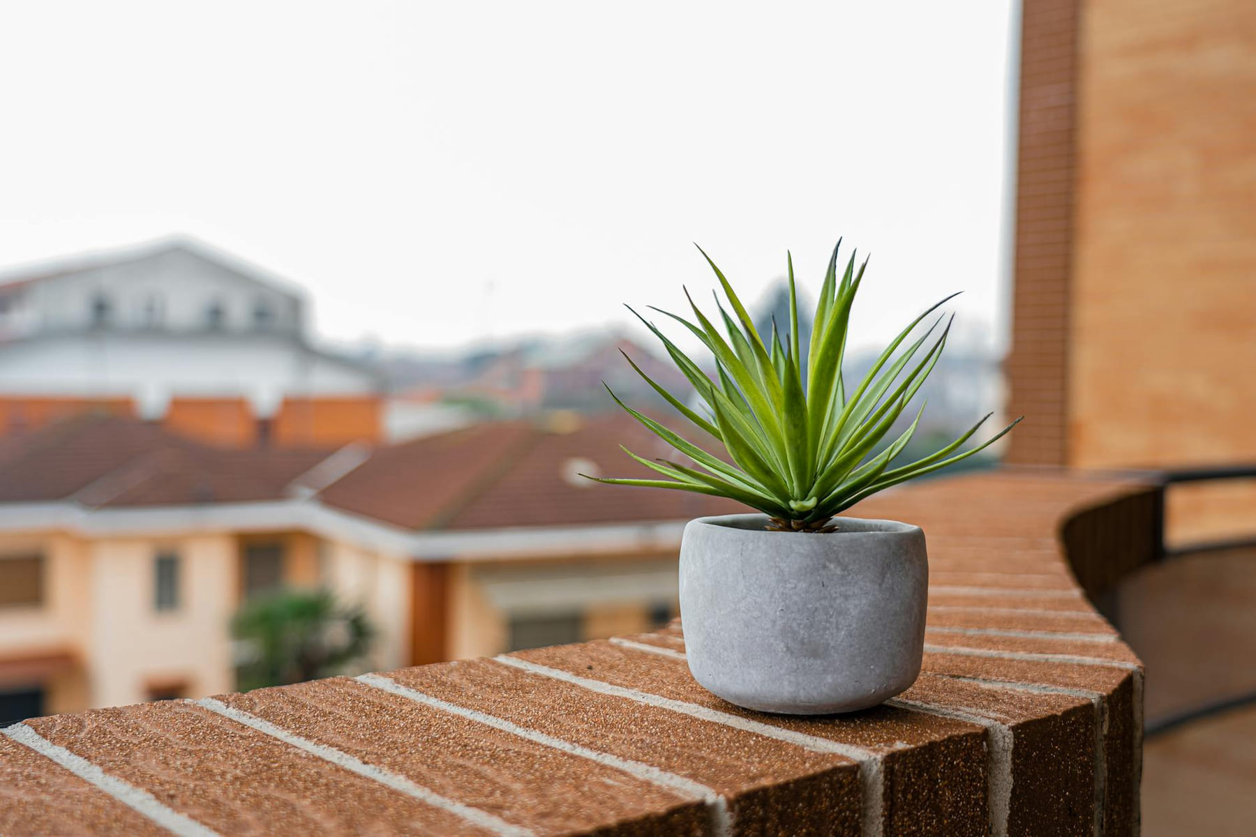 Vibrant succulent in a pot on a balcony ledge overlooking urban rooftops. on Urban Sprout Corner