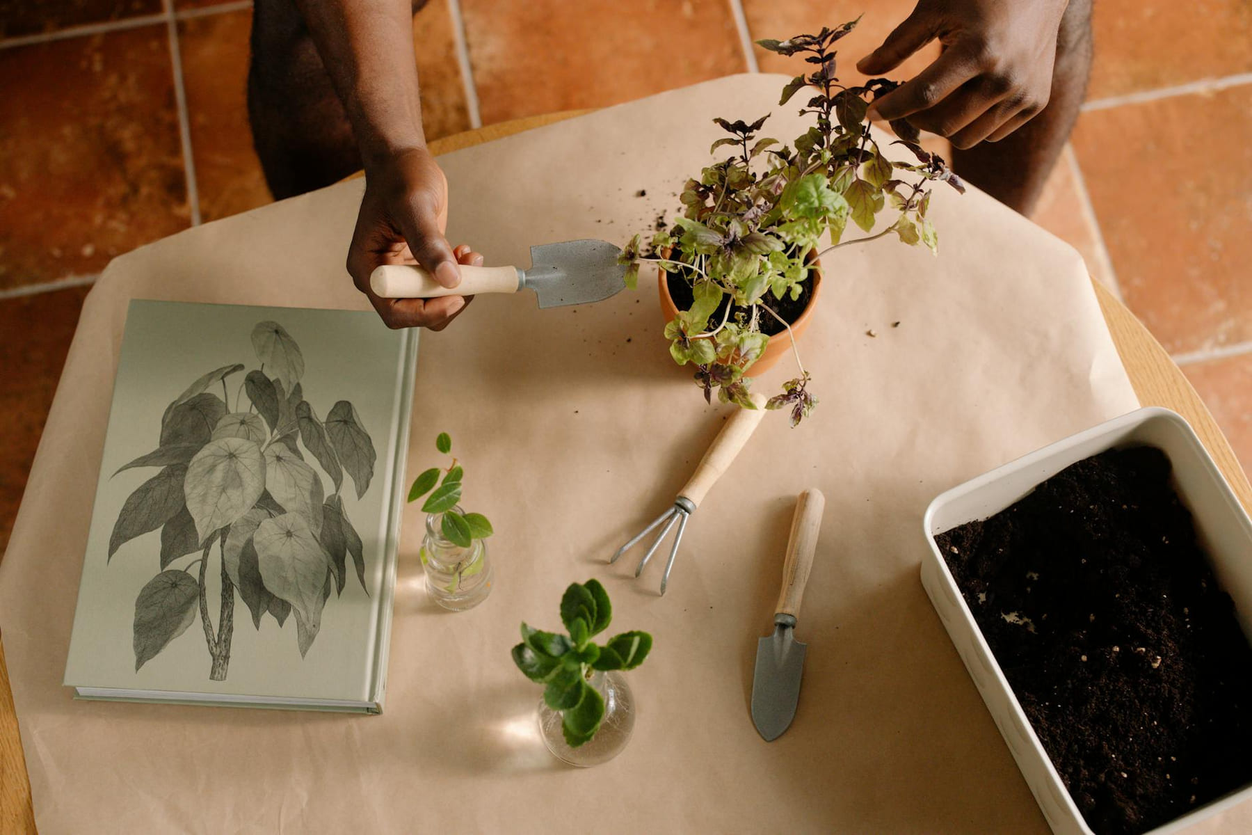 Hands preparing indoor plants in pots with gardening tools and book. on Urban Sprout Corner