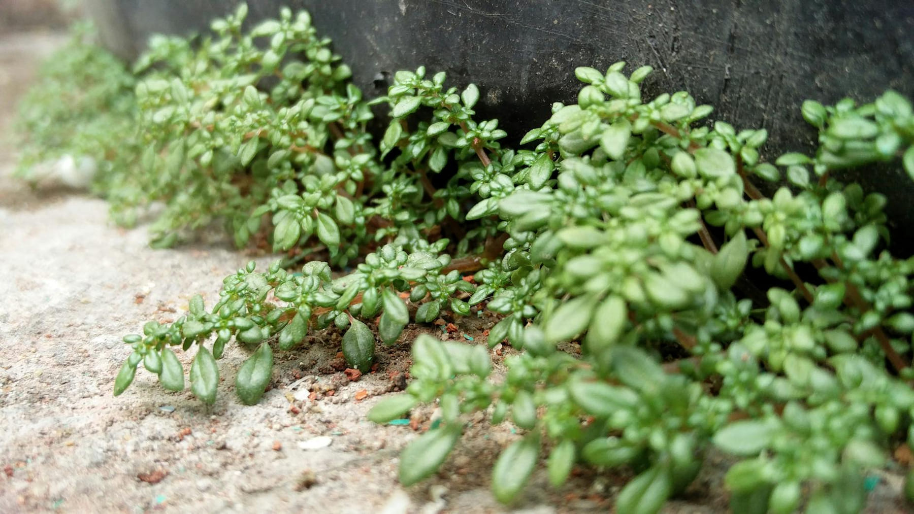Close-up of green ground cover plants thriving outdoors by a garden container. on Urban Sprout Corner