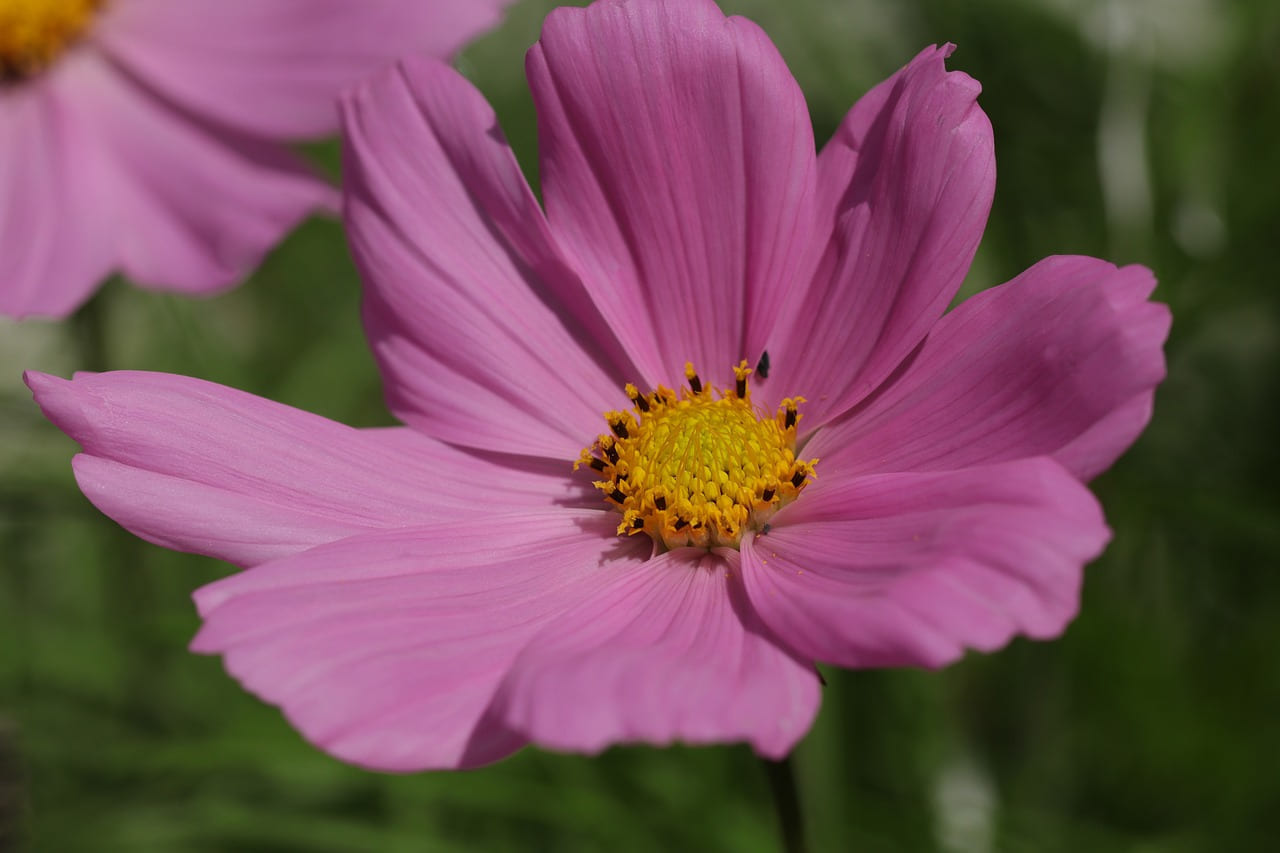 flower, nature, pink, flowers, flora, beautiful flowers, zomerbloei, flower wallpaper, plants, flower background, garden plants, balcony plants, cosmos, cosmetics, cosmea bipinatus on Urban Sprout Corner