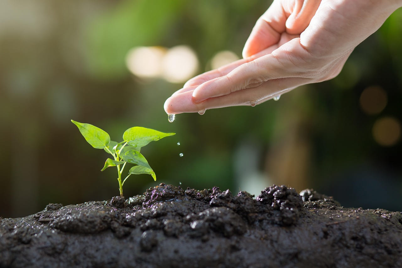 soil, plants, grow, agriculture, green, life, seed, tree, seeding, leaves, sprout, garden, environmental, ecology, growth, planting, spring, gardening, nature, soil, sprout, ecology, growth, growth, planting, planting, gardening, gardening, gardening, gardening, gardening on Urban Sprout Corner