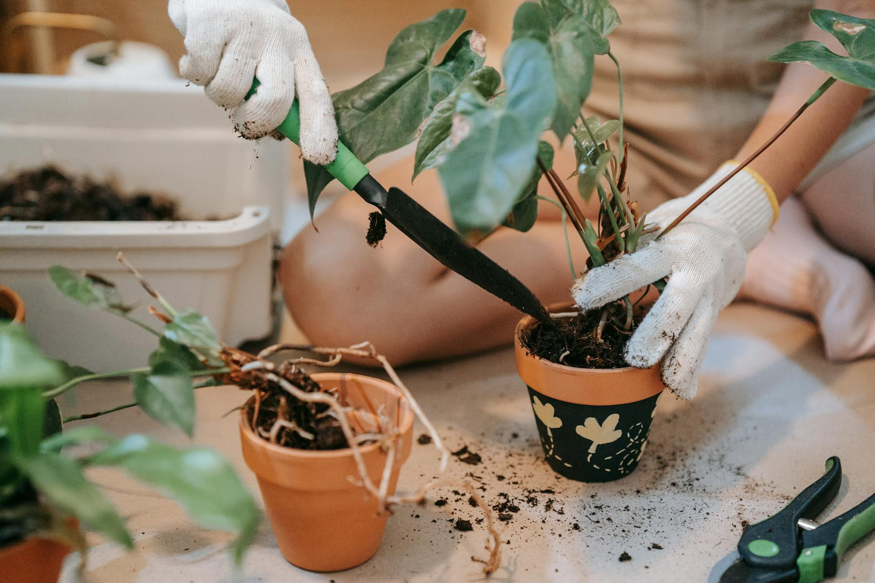 Hands in gloves using a garden trowel to repot plants indoors. on Urban Sprout Corner
