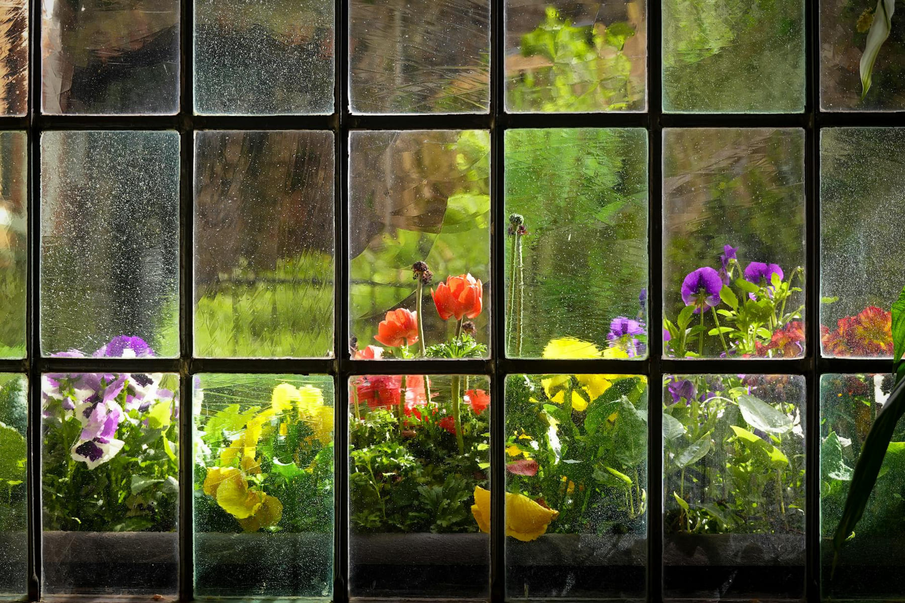 Colorful garden flowers seen through a window, capturing the essence of spring. on Urban Sprout Corner