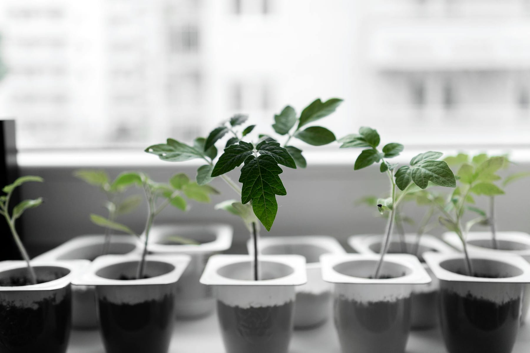 Close-up of green seedlings growing in containers on a windowsill. on Urban Sprout Corner